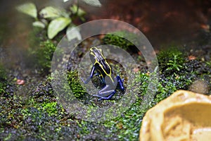 Poison dart frog also known as poison arrow frog