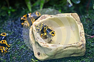 Poison dart frog also known as poison arrow frog