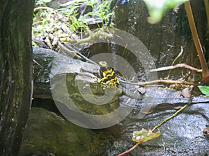 Poison dart frog also known as poison arrow frog