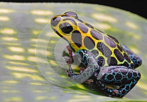 Poison dart frog Amazon rain forest