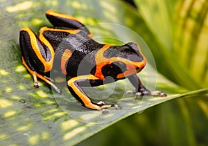 Poison dart frog Amazon rain forest