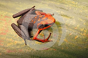 Poison dart frog, Ameerega silverstonei