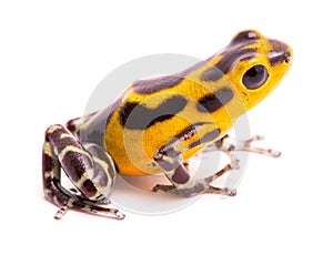 Poison dart frog, an amphibain with vibrant yelllow photo