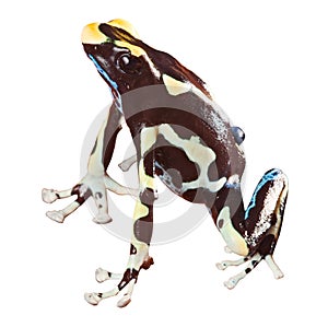 Poison dart frog beautiful pet amphibian