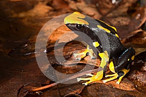 Poison dart frog black and yellow amazon amphibian