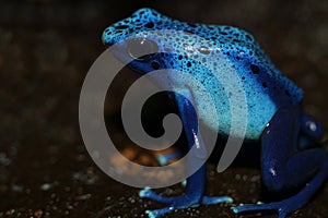 Poison Dart Frog Blue