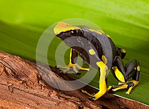 Poison dart frog bright orange on green leaf