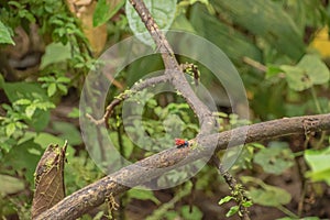 Poison dart frog in Costa Rica