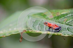 Poison dart frog in Costa Rica