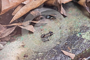 Poison dart frog in Costa Rica