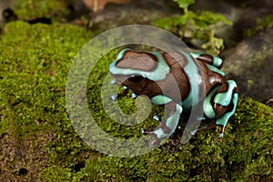 Poison dart frog dendrobates auratus photo