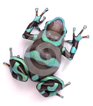 Poison dart frog Dendrobates auratus bronze morph