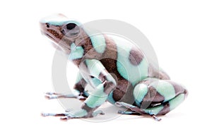 Poison dart frog, Dendrobates auratus Pena Blanca