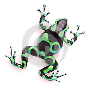 Poison dart frog Dendrobates auratus photo