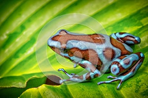 Poison dart frog, Dendrobates auratus super blue morph