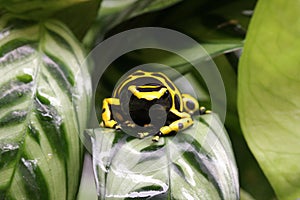 Poison Dart frog