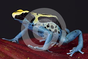 Poison dart frog / Dendrobates tinctorius