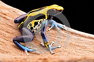 Poison dart frog dendrobates tinctorius