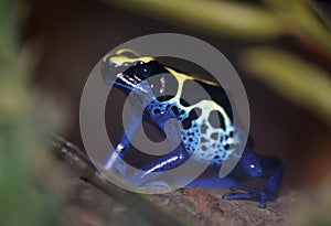 Poison dart frog - Dendrobates tinctorius photo