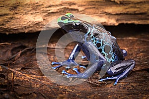 Poison dart frog Dendrobates tinctorius photo