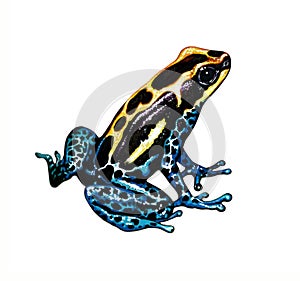 Poison dart frog Dendrobatidae