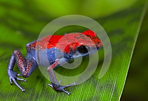 Poison dart frog Escudo photo