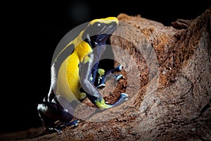 Poison dart frog exotic pet in terrarium photo