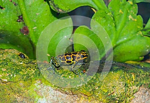 Poison Dart Frog photo