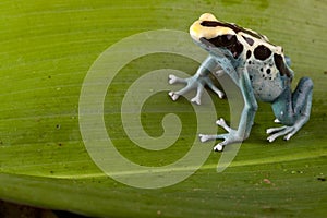 Poison dart frog on green leaf in amazon jungle