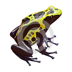 Poison dart frog isolated amphibian photo