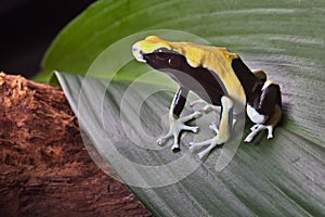 Poison dart frog on leaf in amazon rain forest