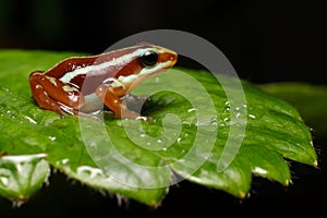 Poison Dart Frog, little Epipedobates anthonyi `Santa Isabel`