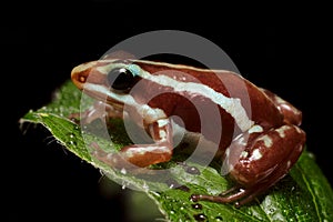 Poison Dart Frog, little Epipedobates anthonyi `Santa Isabel`