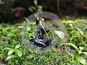 Poison dart frog on moss