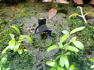 Poison dart frog on moss