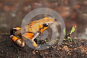 Poison dart frog, Oophaga histrionica