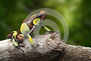 Poison dart frog, Oophaga histrionica