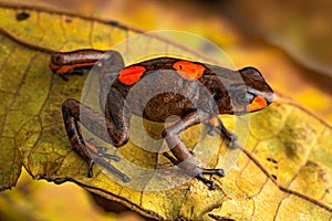 Poison dart frog, Oophaga histrionica photo