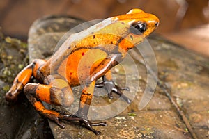 Poison dart frog, Oophaga histrionica photo