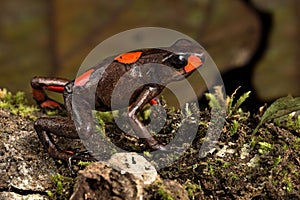 Poison dart frog Oophaga histrionica red bulls eye