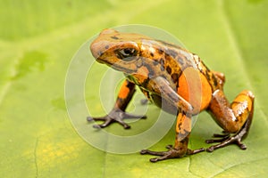 Poison dart frog Oophaga histrionica from the tropical rain forest of Colombia