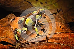 Poison dart frog Oophaga histrionica from the tropical rain forest of Colombia