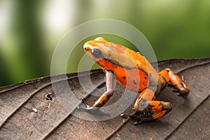 Poison dart frog Oophaga histrionica from the tropical rain forest of Colombia photo