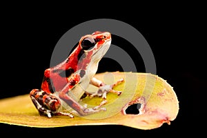 Poison dart frog Oophaga pumilio