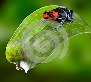 Poison dart frog Peru
