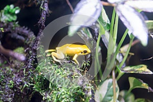 Poison dart frog or Poison Arrow Frogs is the common name of a g