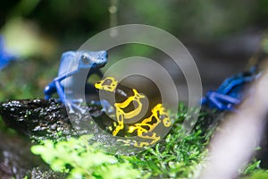 Poison dart frog or Poison Arrow Frogs is the common name of a g