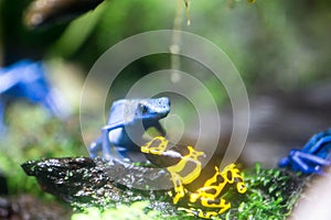 Poison dart frog or Poison Arrow Frogs is the common name of a g