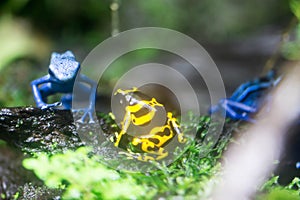 Poison dart frog or Poison Arrow Frogs is the common name of a g