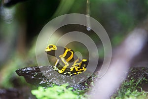 Poison dart frog or Poison Arrow Frogs is the common name of a g